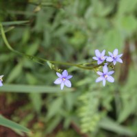 Aristea ecklonii Baker